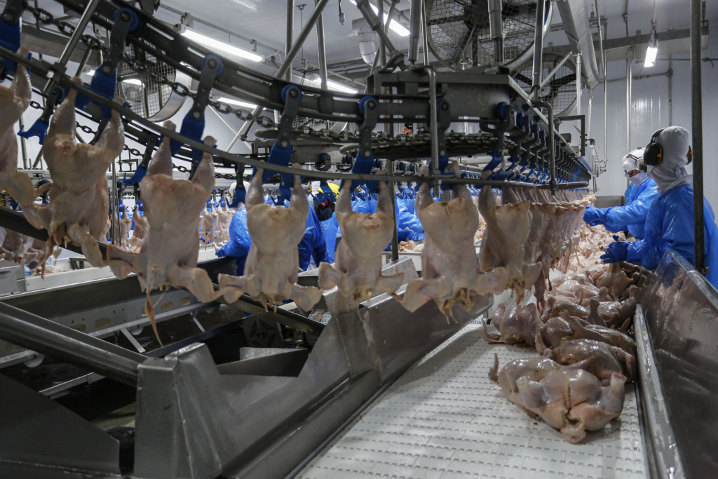 Exportações de carne de frango: Iraque e Coreia do Sul flexibilizam restrições