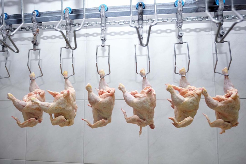 México renova isenção para frango e elimina risco para ações de frigoríficos brasileiros