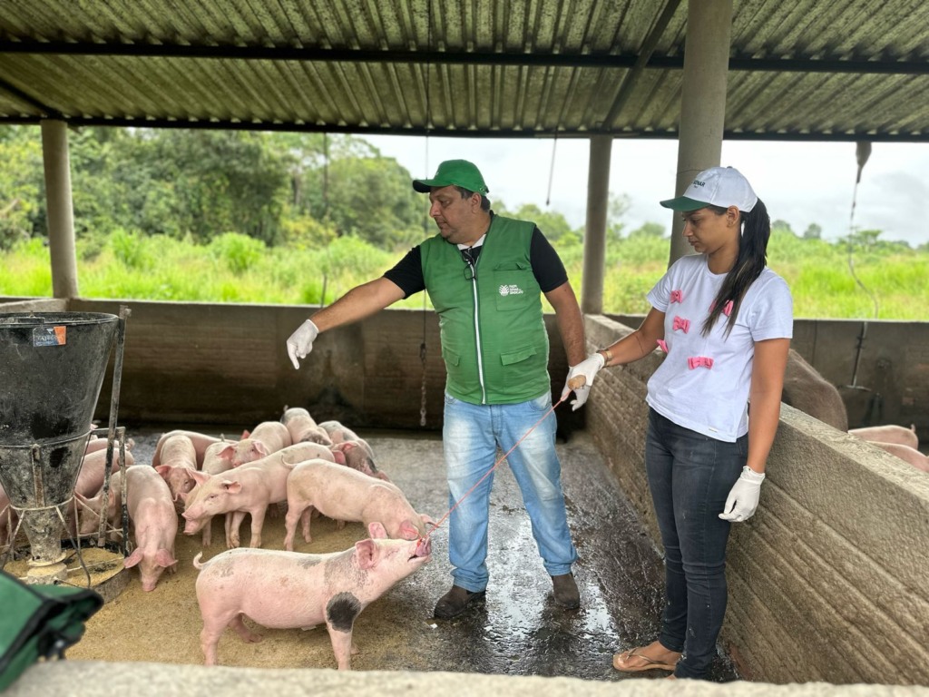 Produtores se capacitam em curso especializado de suinocultura