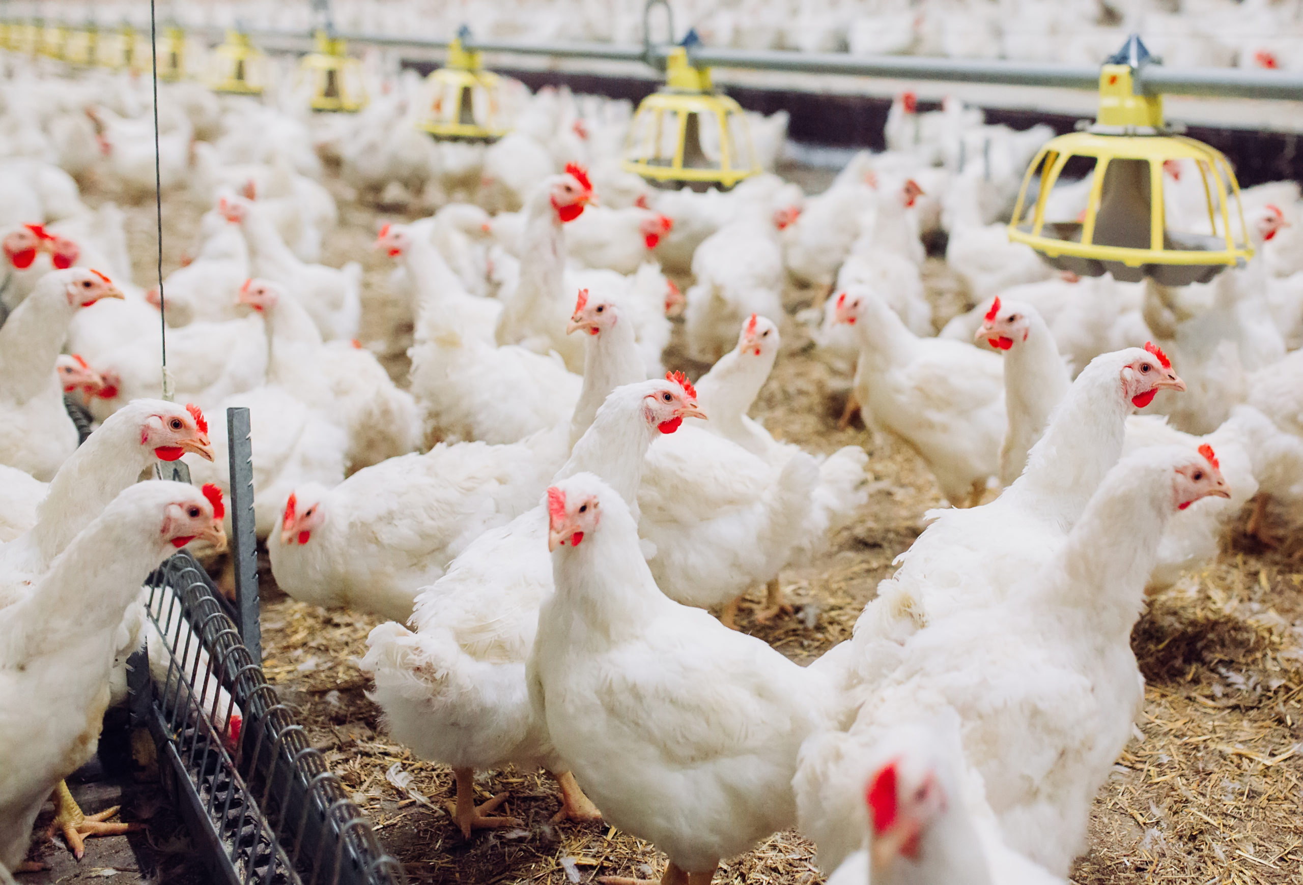 Brasil e Estados Unidos registraram os menores custos de produção de frangos de corte em meados de 2022