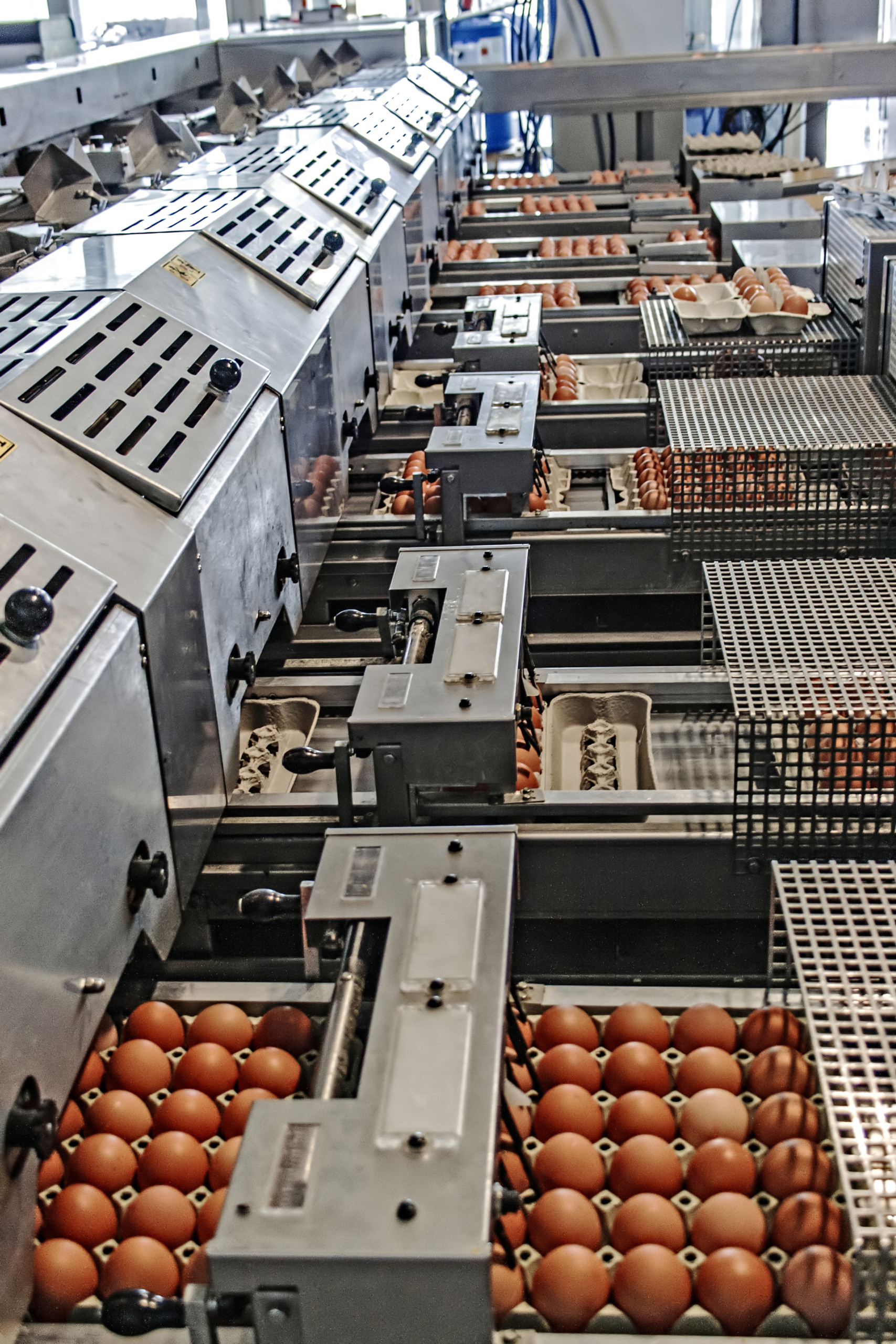Produtores planejam redução no tamanho dos ovos, e consumidores podem enfrentar aumento nos preços