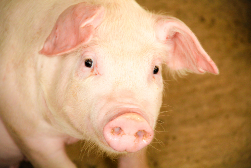 Febre aftosa: Fundesa-PEC será o Fundo Complementar Indenizatório para ressarcimento de produtores em caso de novos focos da doença