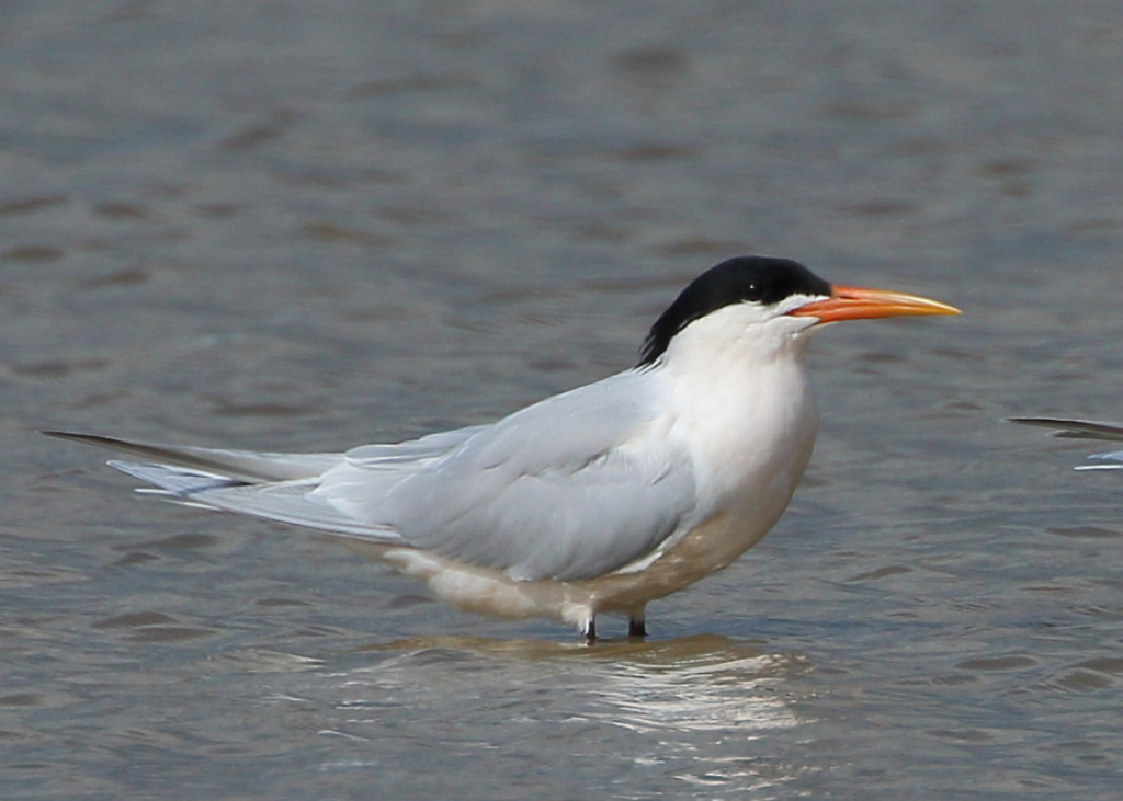 Foco de gripe aviária em animal silvestre é confirmado pelo MAPA em Cabo Frio