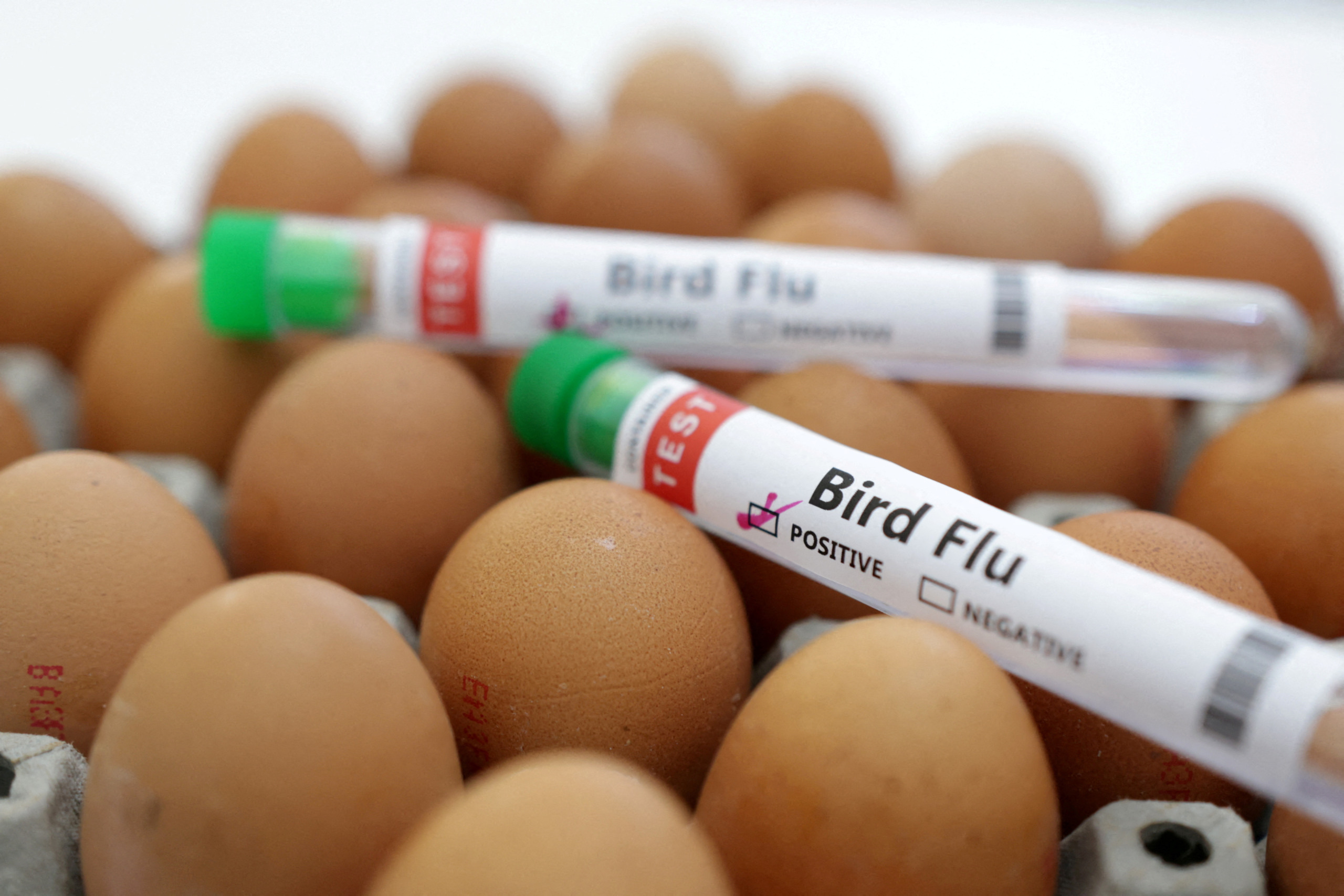 Avanço científico: vacina contra Influenza aviária entra em fase final de testes em humanos