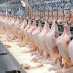 Exportação de frango cresce 29,9% em julho e receita suína recua 5,6%