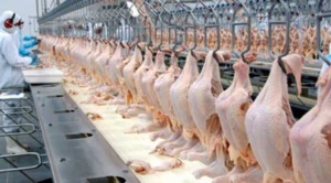 Exportação de frango cresce 29,9% em julho e receita suína recua 5,6%