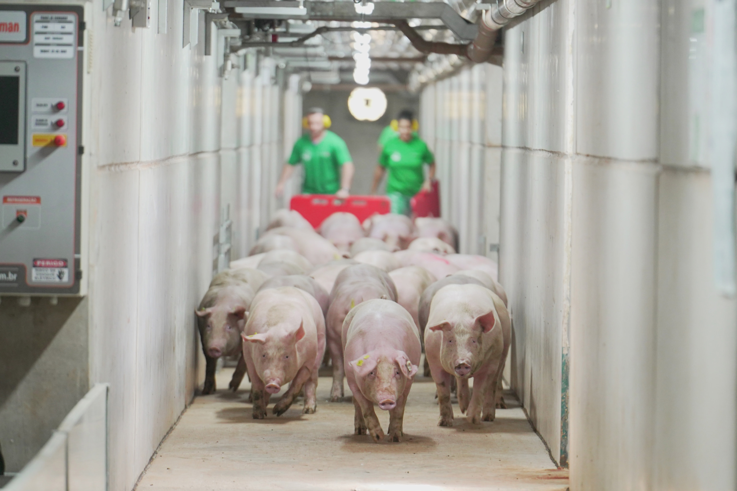 Agroceres PIC inicia entrega dos primeiros reprodutores de elite produzidos na Granja Elite Gênesis Agroceres PIC inicia entrega dos primeiros reprodutores de elite produzidos na Granja Elite Gênesis