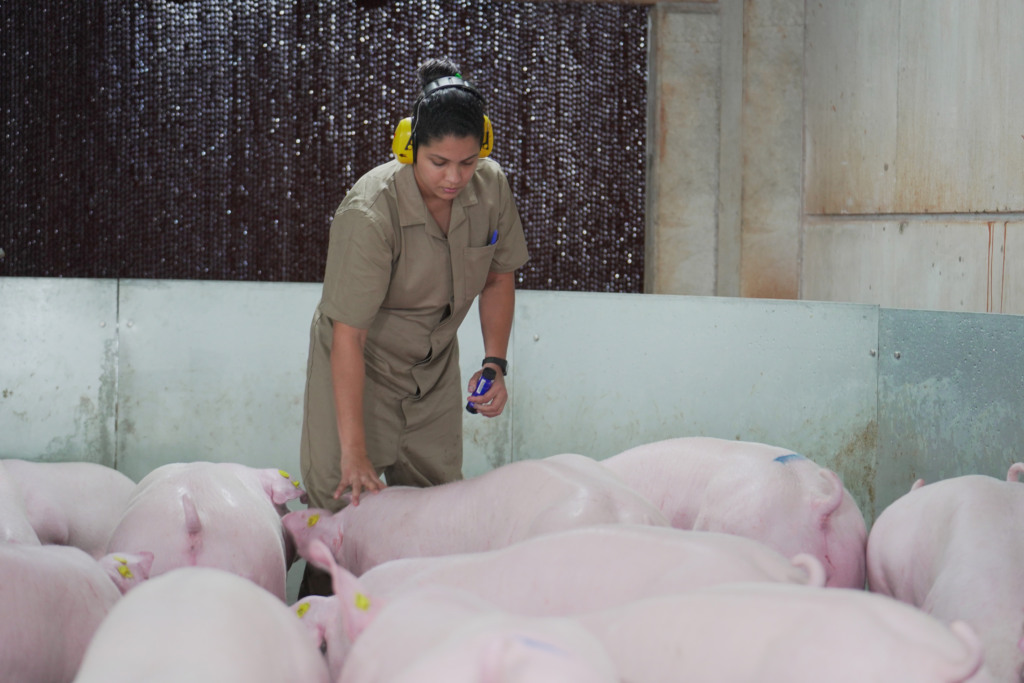 Agroceres PIC apresenta conceitos e soluções genéticas para alta eficiência produtiva