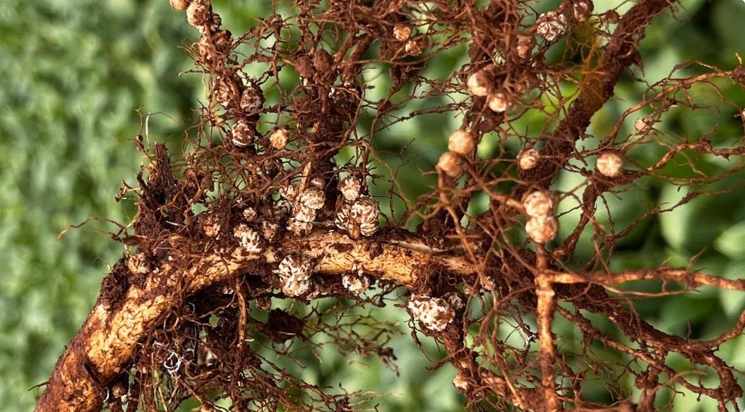 Nova cepa de Azospirillum é autorizada para a safra de soja em 2024/25 e deve aumentar a produtividade em 16% Nova cepa de Azospirillum é autorizada para a safra de soja em 2024/25 e deve aumentar a produtividade em 16%