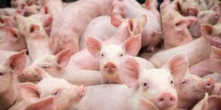 Impacto das micotoxinas na produção de suínos: estudo revela eficácia de adsorventes