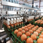 Aporte de US$1 bilhão pode levar Global Eggs a um dos maiores IPOs da B3