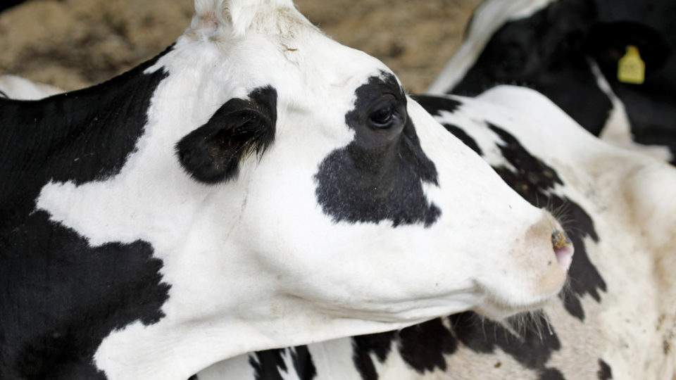 Surto de influenza aviária em bovinos destaca a necessidade de colaboração entre setores
