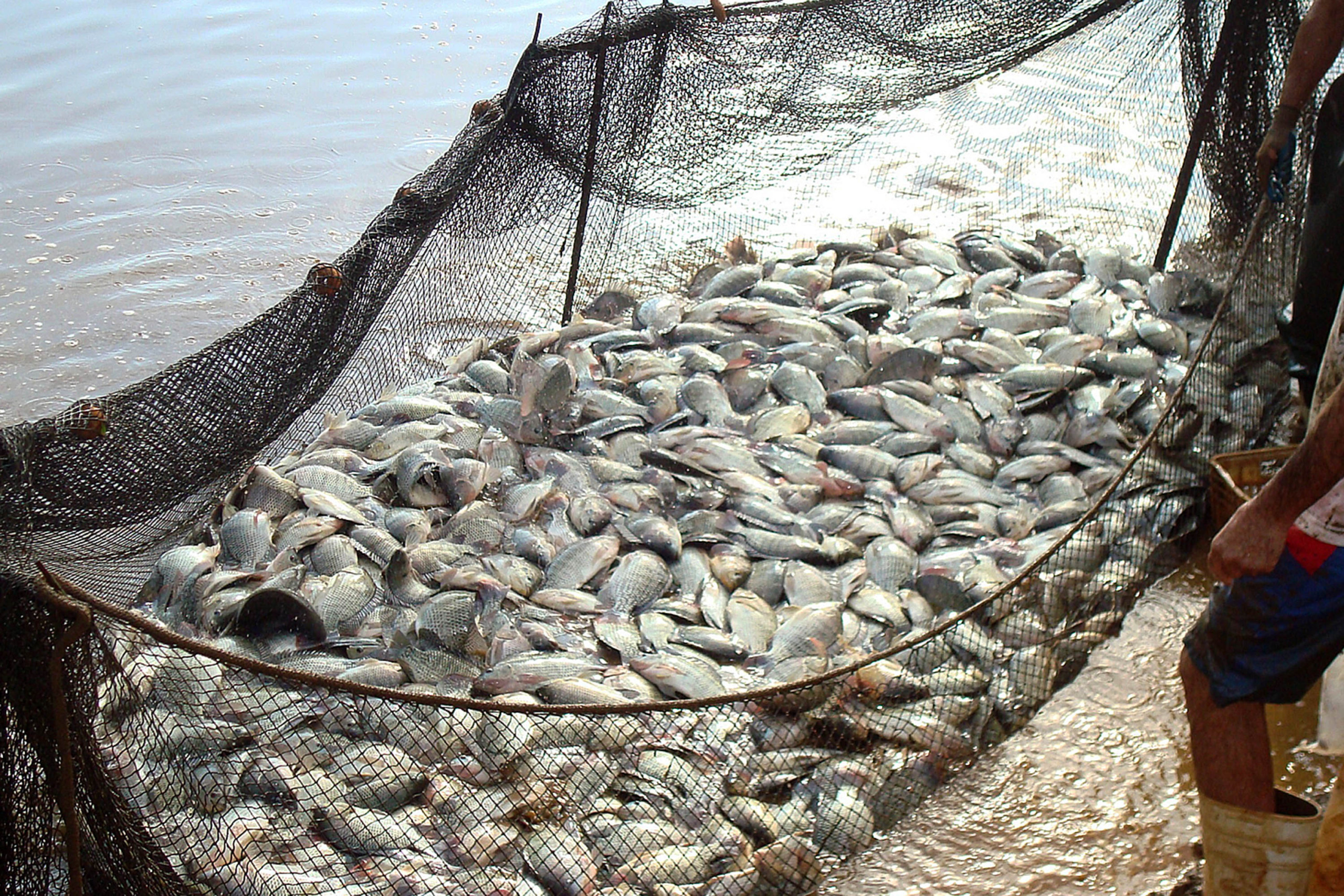 Paraná cria Associação de Produtores de Peixes para impulsionar piscicultura Paraná cria Associação de Produtores de Peixes para impulsionar piscicultura