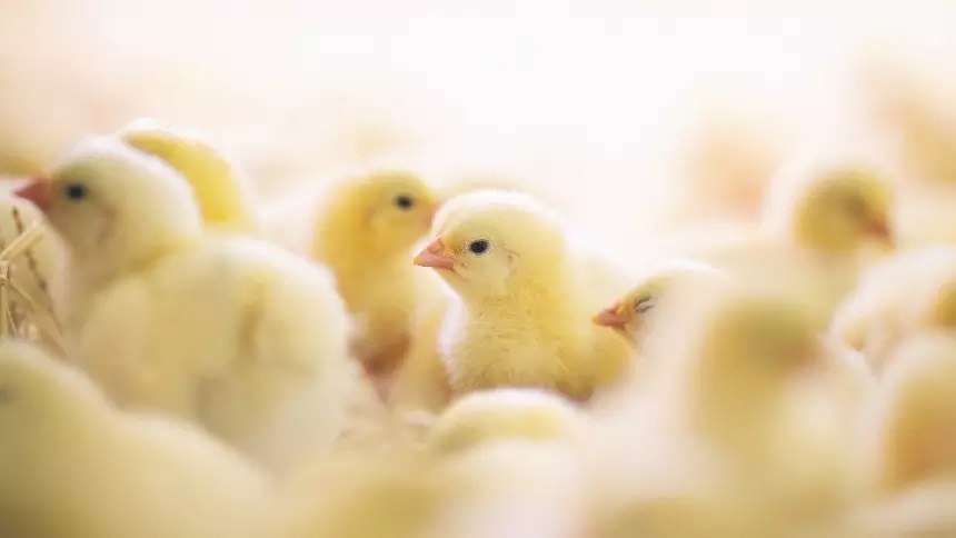 Incubação na fazenda nos EUA e Canadá é uma tendência em crescimento