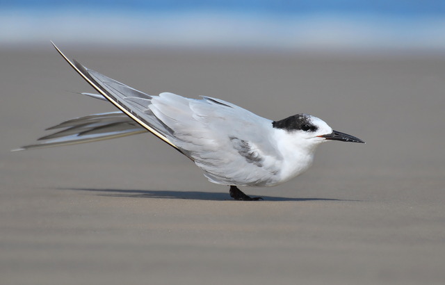 Brasil registra novo caso de influenza aviária em ave silvestre, totalizando 163 ocorrências