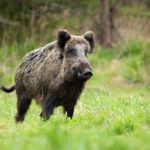 PSA avança na Espanha: amplia zona de risco e reforça restrições sanitárias