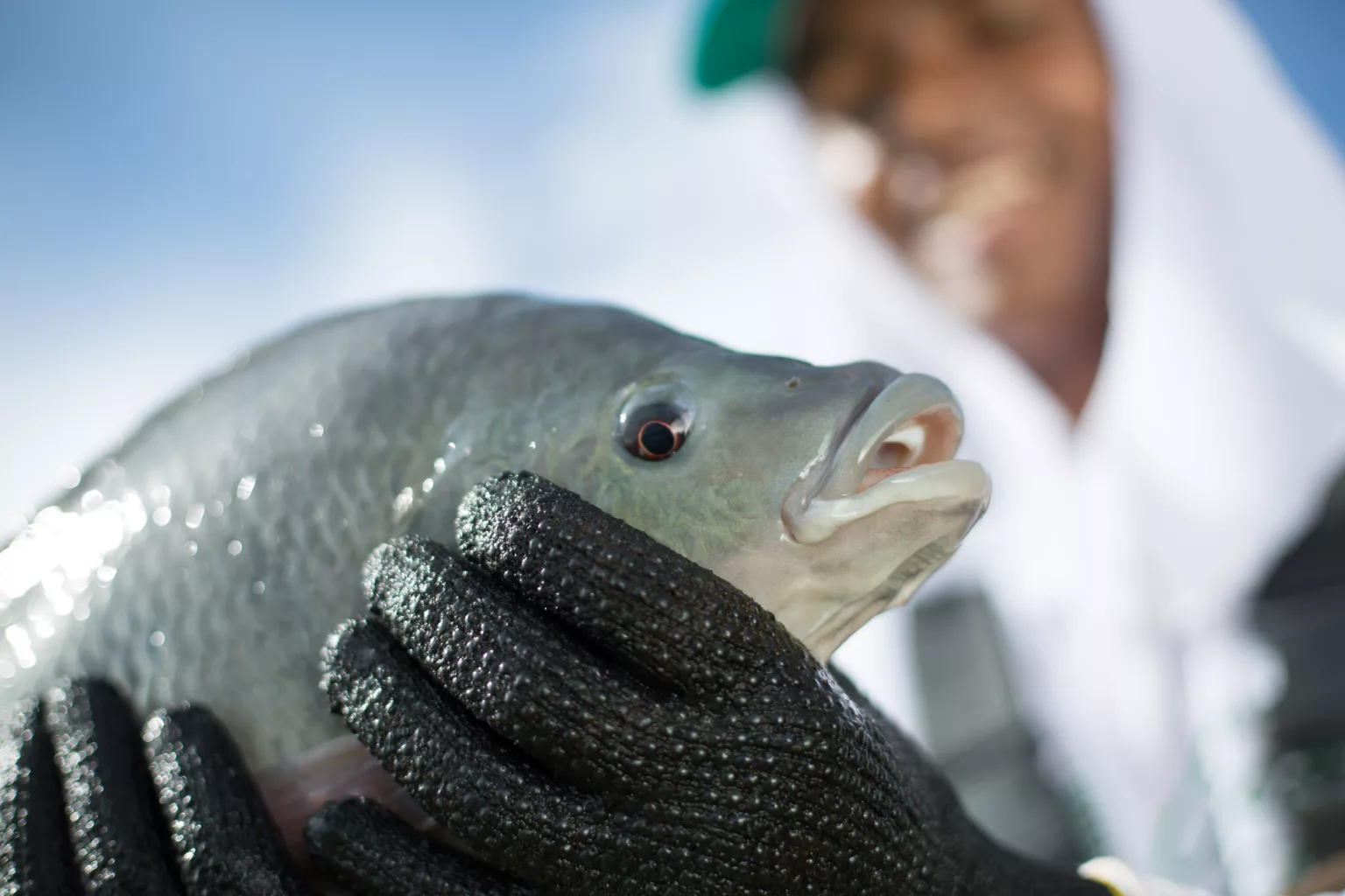 Tilápia deverá representar 80% do mercado de peixes de cultivo no Brasil até 2030