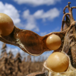 Alta da soja ganha tração impulsionada por El Niño, geopolíticas e valorização nos portos