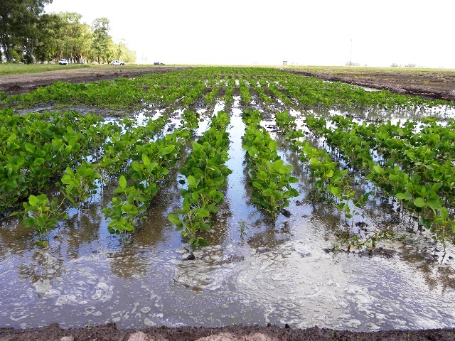 Cepea: enchentes no RS afetam produção e exportação de soja