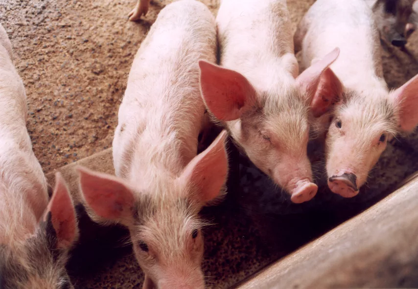 Alta nos preços do suíno vivo e da carne impulsionada por oferta reduzida e forte procura