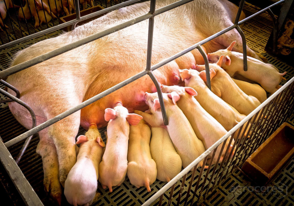 Modulador pré-natal garante maior uniformidade à leitegada