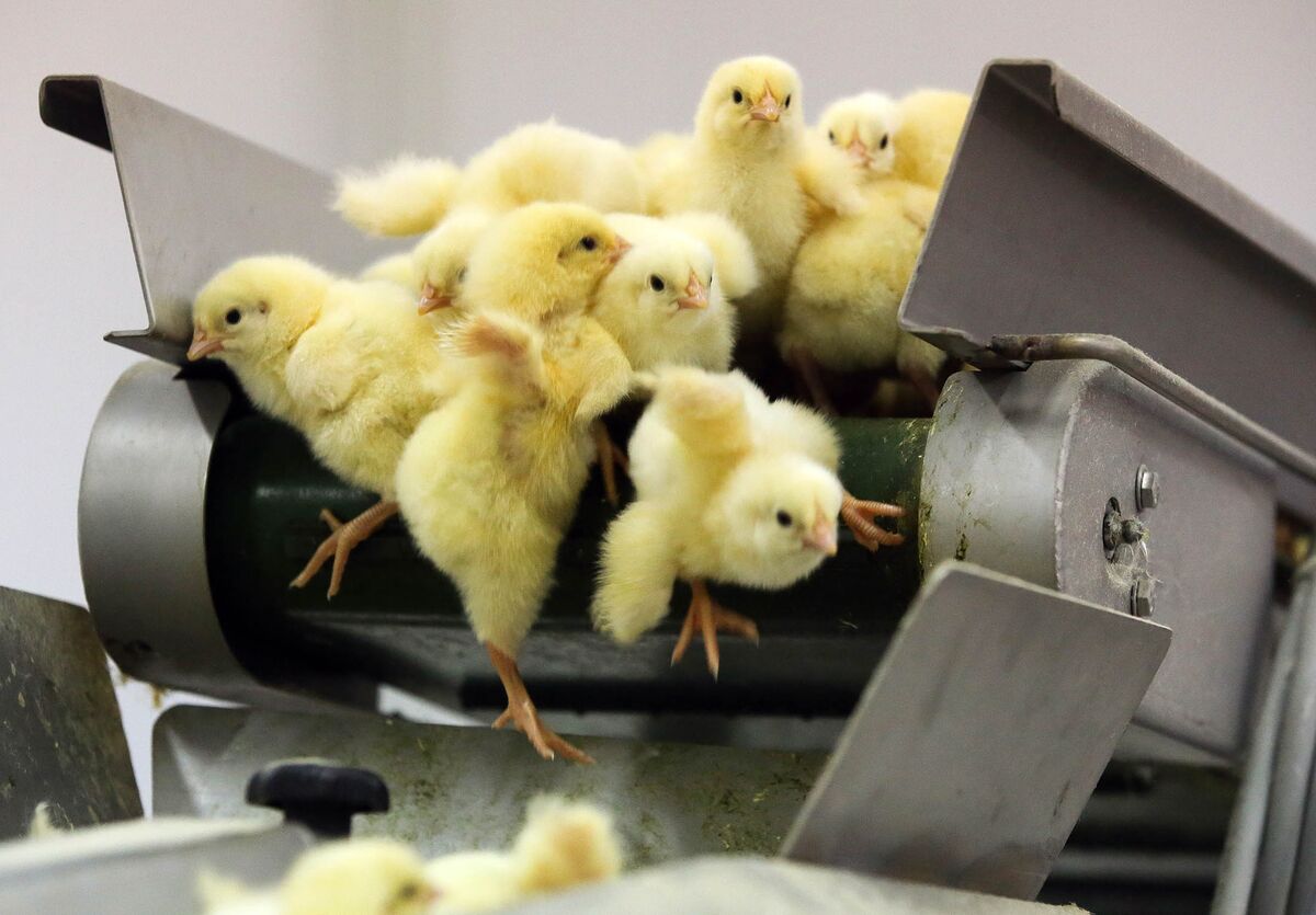 China aumenta importação de aves russas