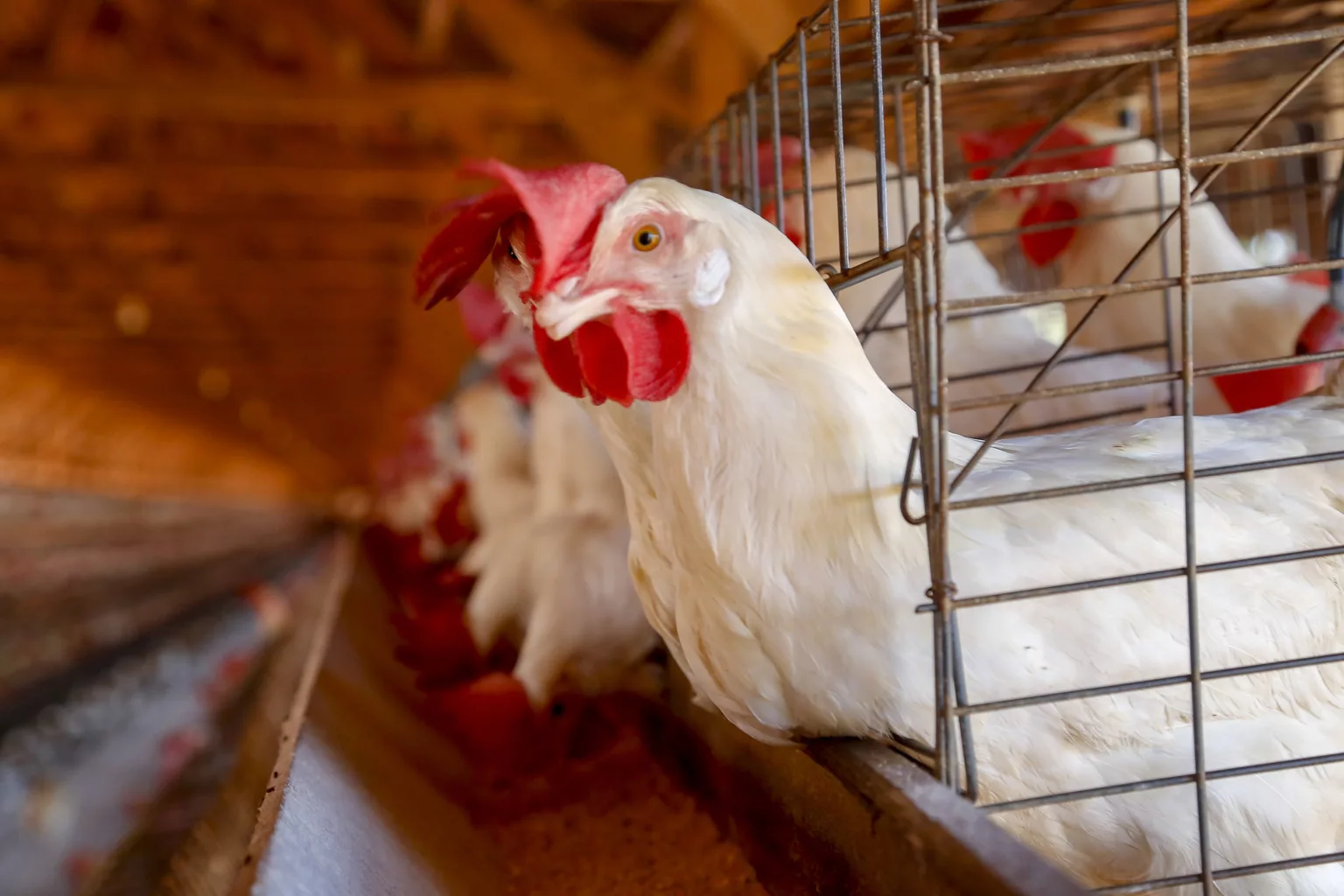 Estudo revela velocidade da transmissão da influenza aviária