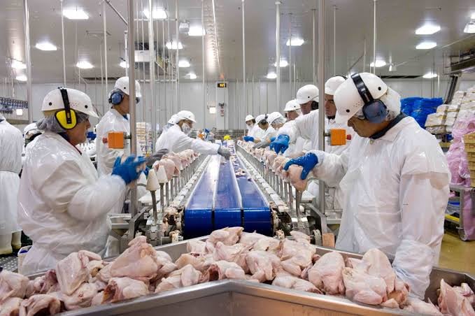 Goiás alcança a quarta maior produção de frango do país