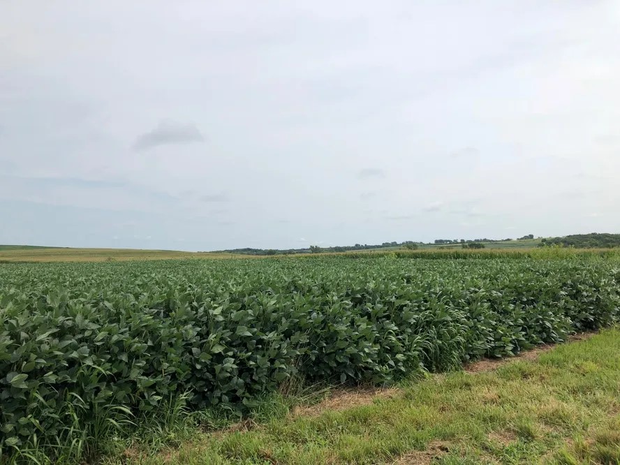 Soja e milho sobem em Chicago devido a incerteza climática e safra nos EUA