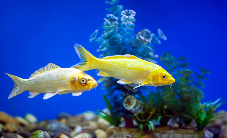 Filipinas abre mercado para peixes ornamentais