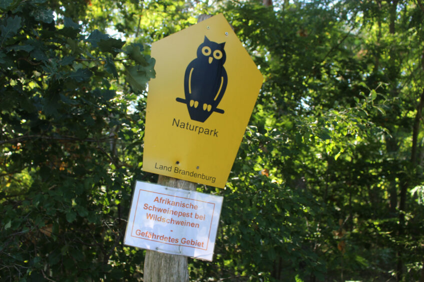 Alemanha registra nova granja suinícola infectada com peste suína africana