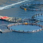 Acordo avança e reforça governança internacional da pesca em águas internacionais