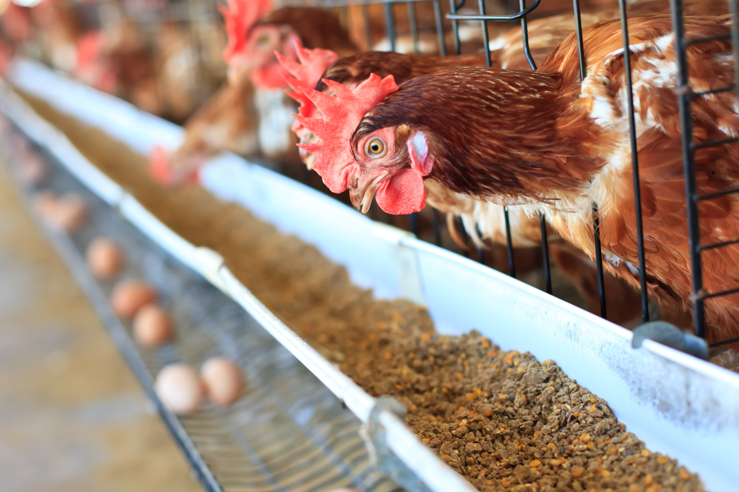 Composto orgânico contribui para a melhoria da saúde intestinal de aves de postura