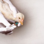 Influenza aviária avança em vários países da Ásia, com destaque para Coreia do Sul e Japão