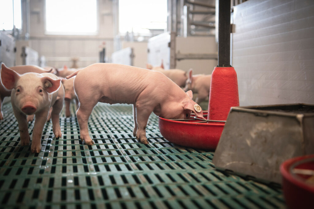 4 fatores que influenciam o consumo de creep feed em leitões