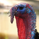 Reino Unido inicia ensaio inédito com vacinas contra Influenza Aviária em perus