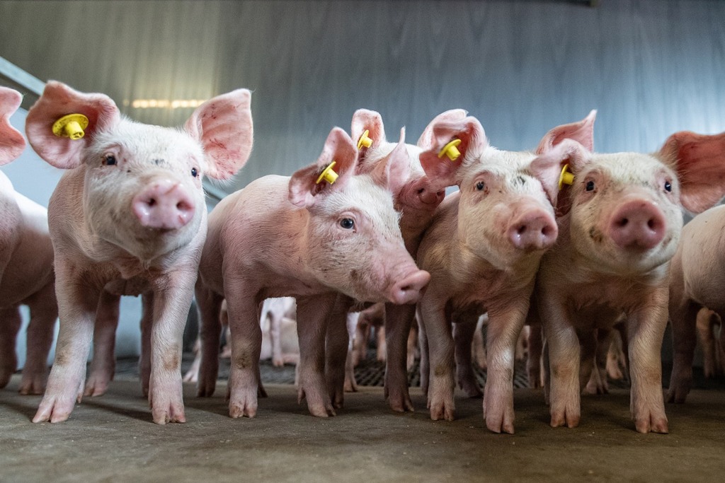 Indústria suína russa enfrenta crescimento limitado e mudança de foco para exportações