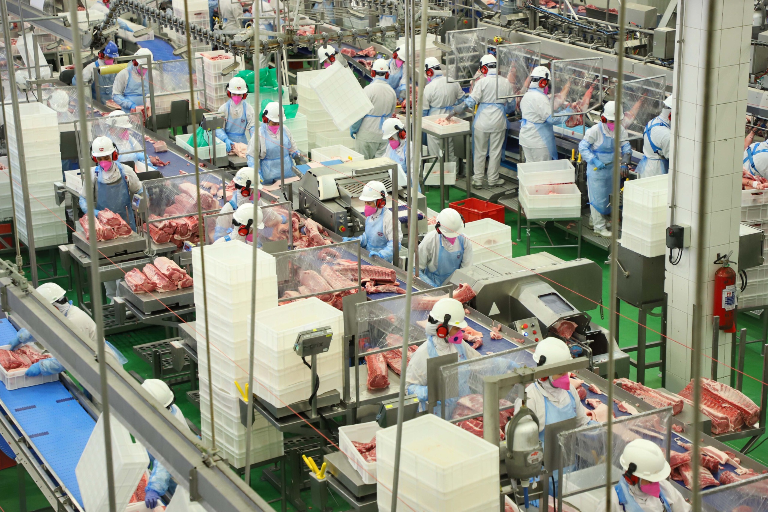 Com recordes, Paraná lidera aumento na produção de frangos e suínos em 2024
