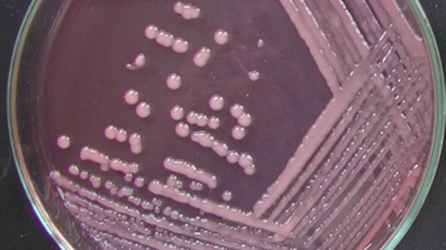 Embrapa divulga reunião Relare debate potencial dos inoculantes microbianos no Brasil