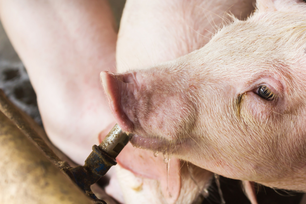 Sanidade: produtores de suínos norte-americanos estão em alerta