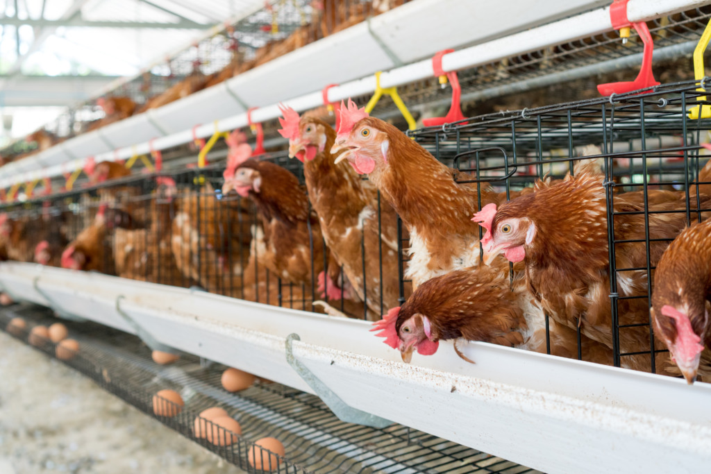 Nuvens Escuras Pairam Sobre a Indústria Avícola Eslovaca