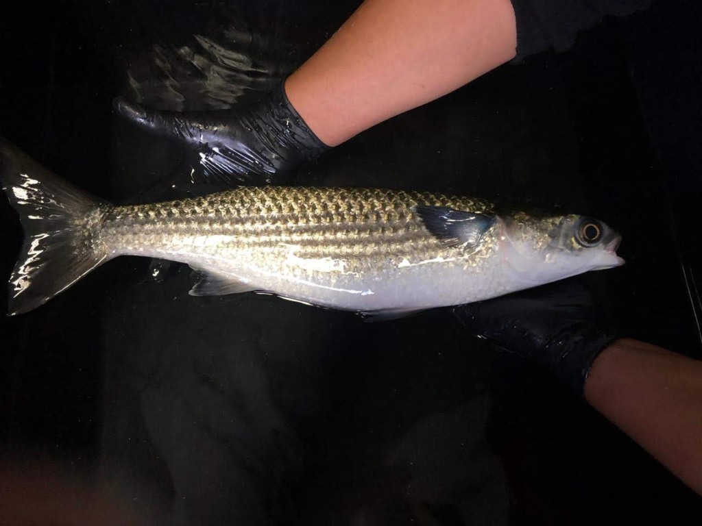 Governo de SC incentiva pesquisa com tainhas em lago artificial do Sapiens Parque em Florianópolis