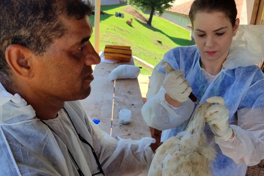 Adapar alinha-se ao Plano Nacional e encerra vigilância ativa de aves para o ciclo 2024