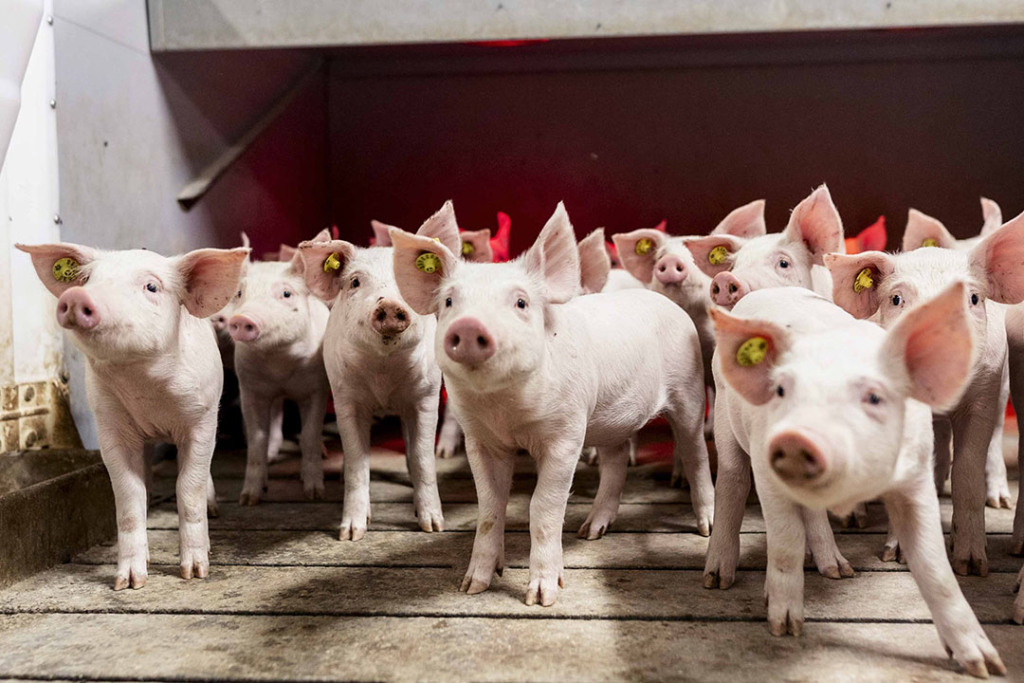 Vigilância Sanitária avalia estados livres de peste suína clássica com olhar na suinocultura brasileira