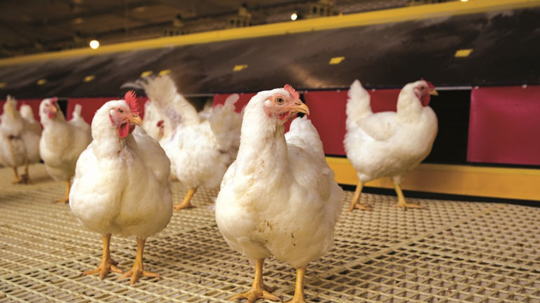 Relatório sobre Influenza Aviária: Casos da gripe diminuem na Europa e principais Conclusões da EFSA, ECDC e EURL