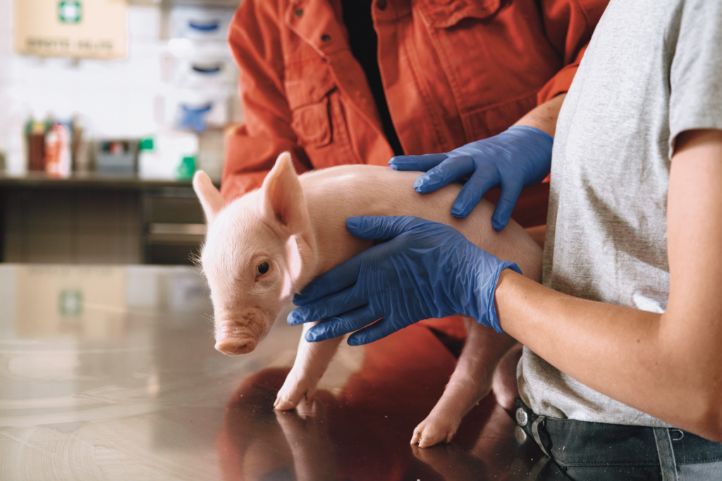 Boehringer Ingelheim celebra o “Dia do Suinocultor” com campanha de apoio