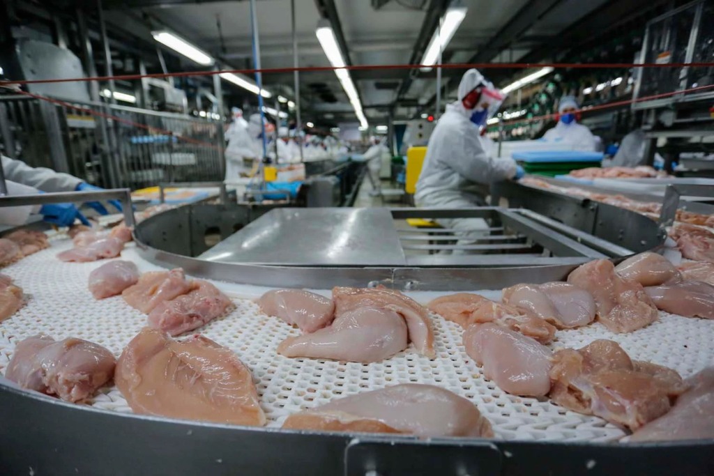 Santa Catarina supera desafios de 2025 e garante 22,8% da receita nacional do frango