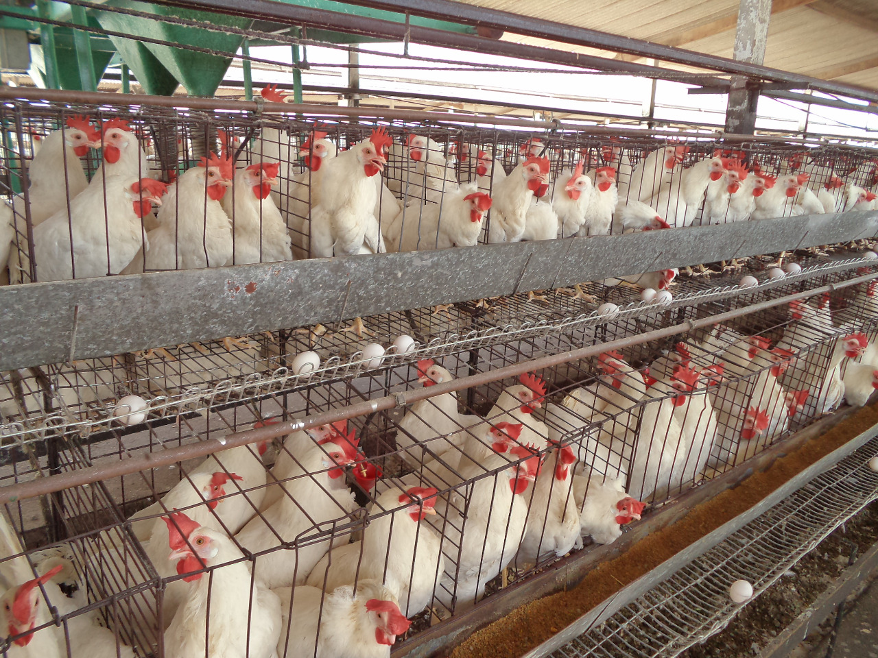 Qualidade da água altera biofilme e pode abrigar patógenos em aviários