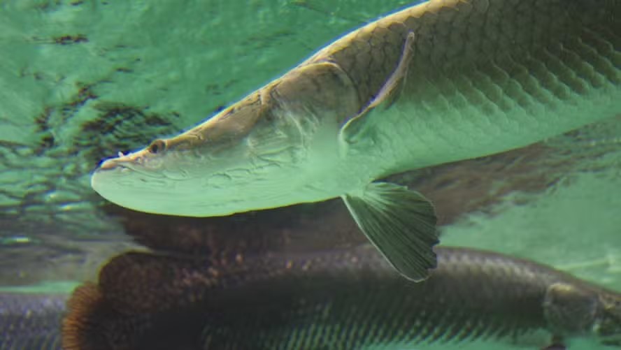 Manejo de pirarucu por indígenas do Amazonas recebe prêmio nacional