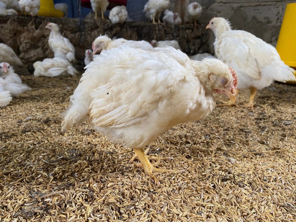 Doença de Newcastle traz incertezas sobre a rentabilidade das granjas de aves no RS